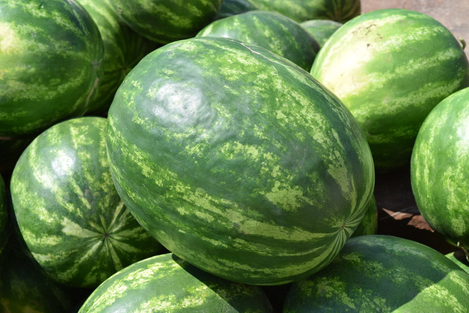 （限首页伦敦地区！）意大利大西瓜8.6-8.9KG左右 Watermelon